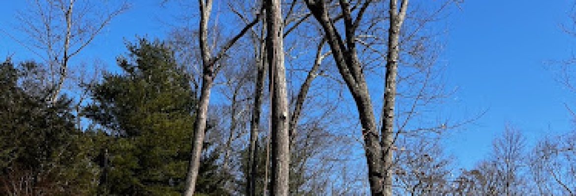 HD Tree Services and Landscaping llc