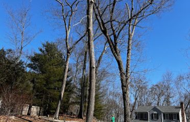 HD Tree Services and Landscaping llc