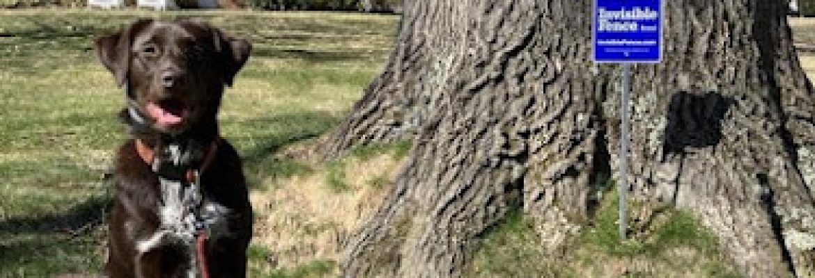 Invisible Fence of Connecticut and Central Massachusetts