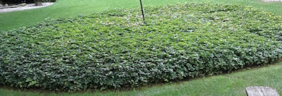 Rocko’s Landscaping