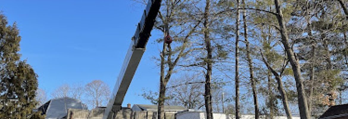 Lachance Tree Services