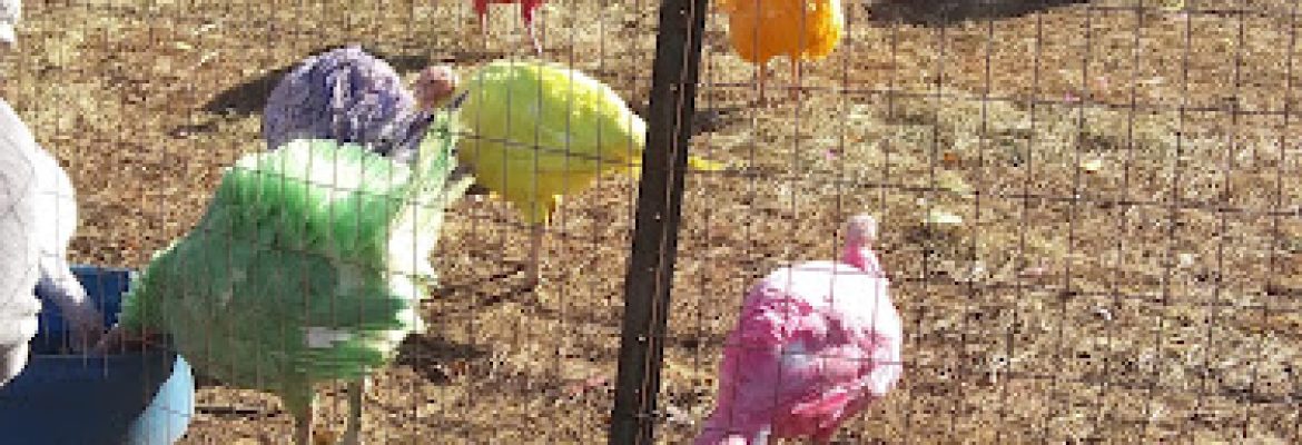 Gozzi’s Turkey Farms