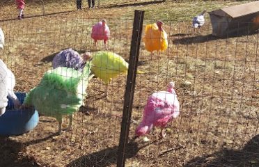 Gozzi’s Turkey Farms