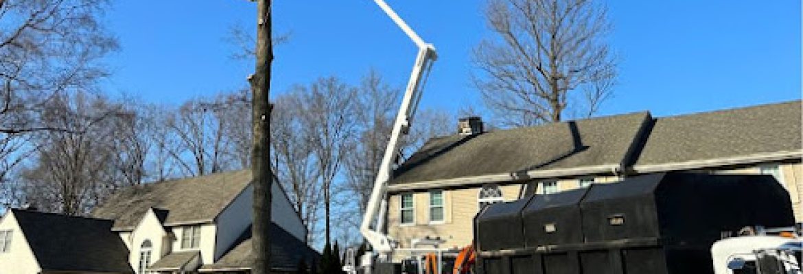 SKJ Tree Removal