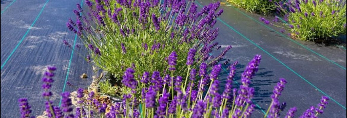 Sunshine Lavender Farm CT