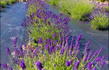 Sunshine Lavender Farm CT
