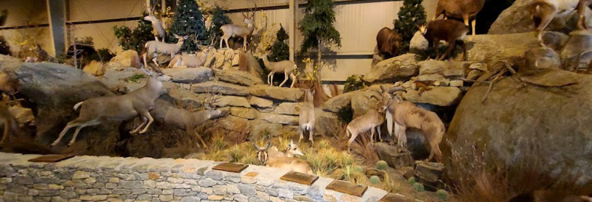 Action Wildlife