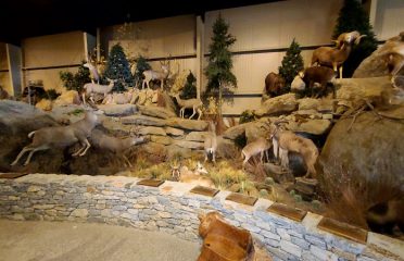 Action Wildlife