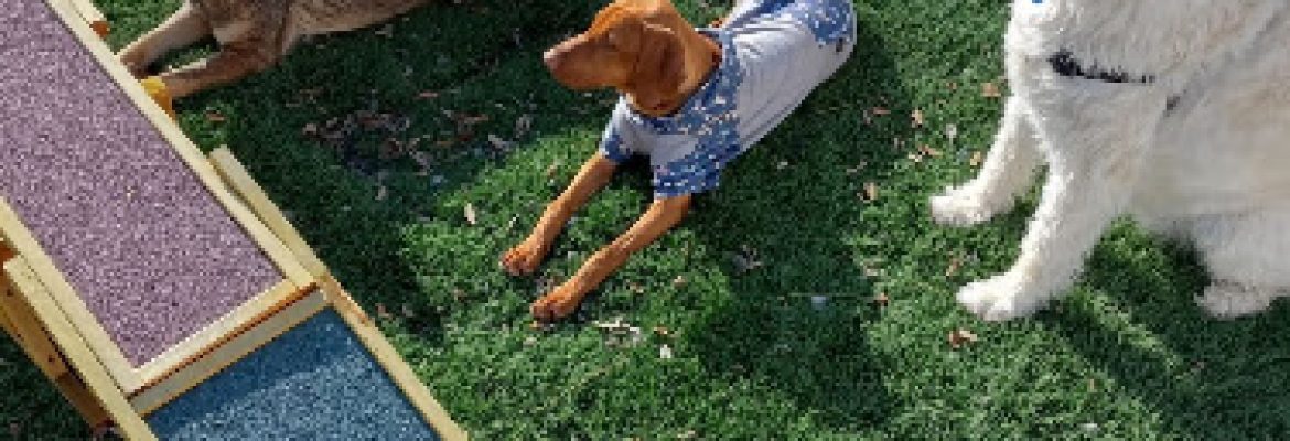 Lazy Dog Pet Salon & Daycare