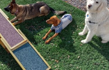 Lazy Dog Pet Salon & Daycare