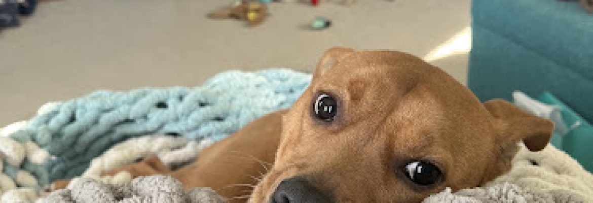 Change a Life Dog Rescue