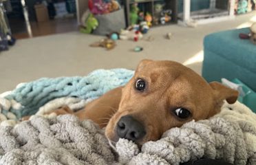 Change a Life Dog Rescue