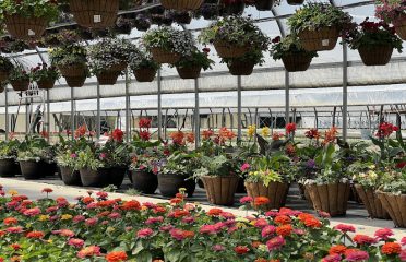 Morell farms