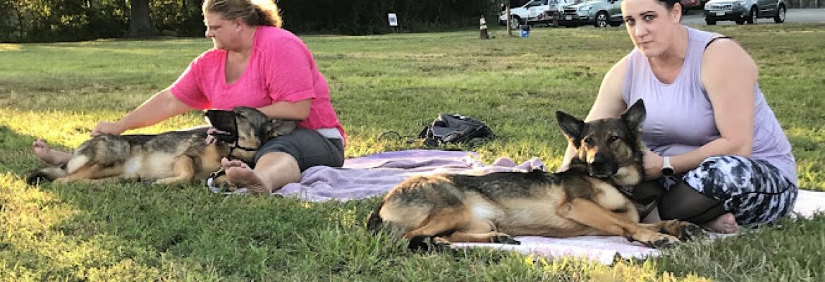 TAO DOG® Wellness