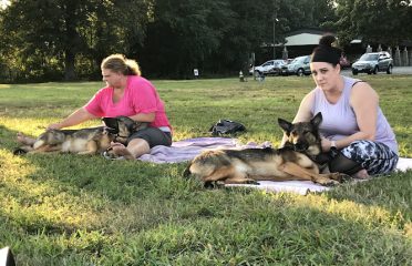 TAO DOG® Wellness