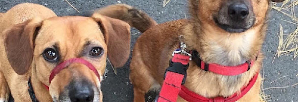 Progressive Animal Wellness