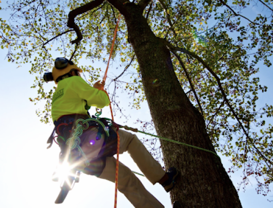 Bartlett Tree Experts