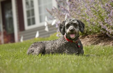 DogWatch of Southeastern CT