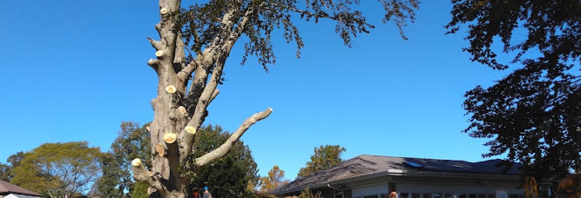 S. A. B. Tree Experts LLC