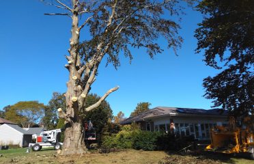 S. A. B. Tree Experts LLC