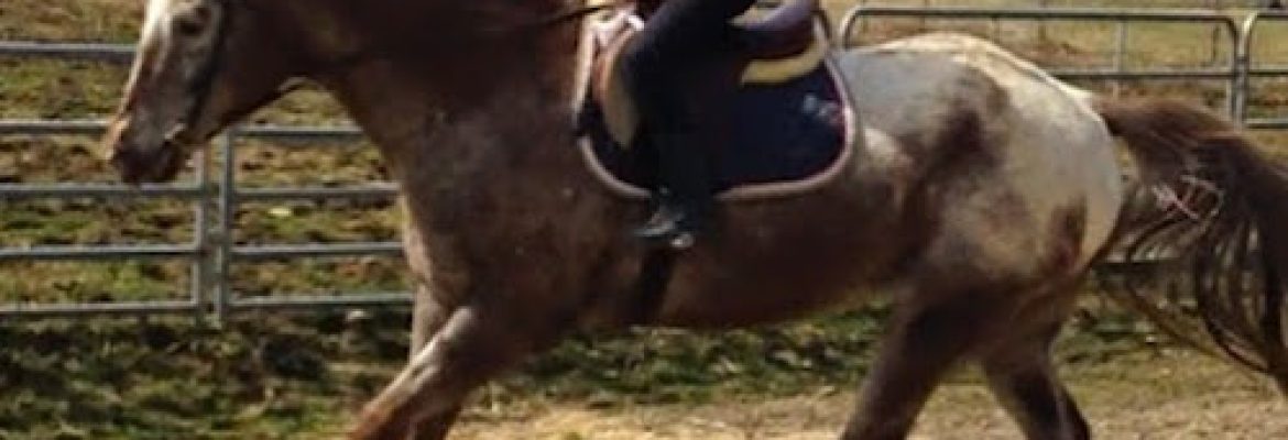 Spirit of the Horse Stables