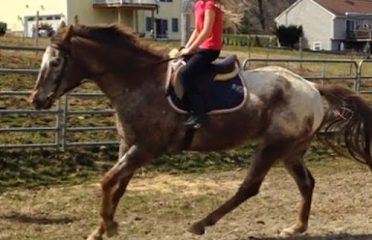 Spirit of the Horse Stables