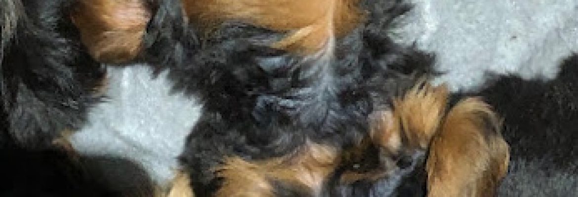 Heidi’s Designer Pups