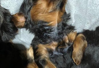 Heidi’s Designer Pups