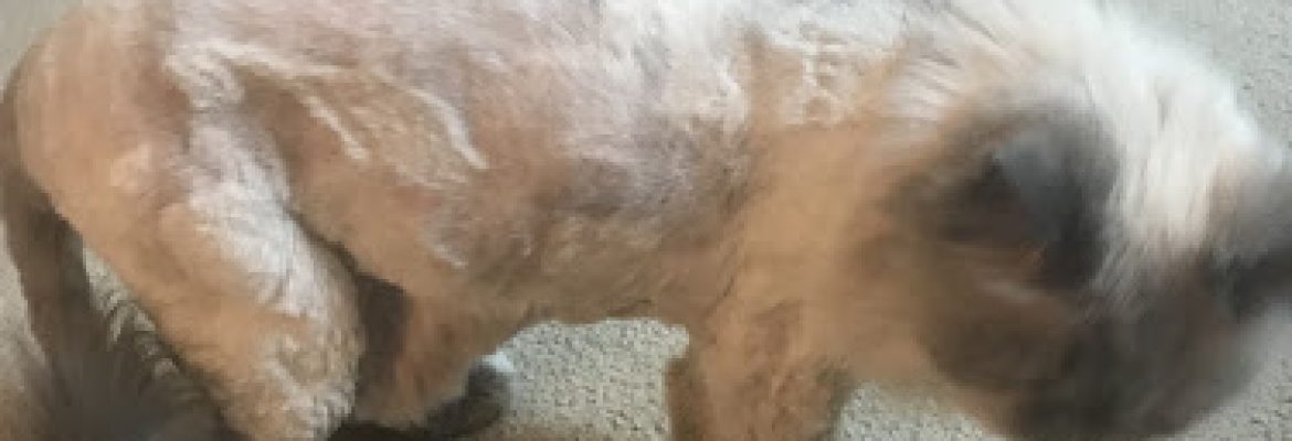 DJs Grooming Pet Supply