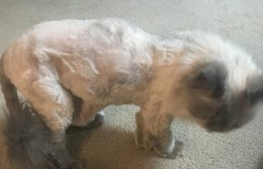 DJs Grooming Pet Supply
