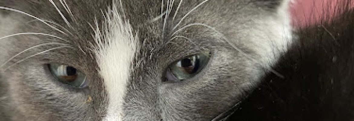 Coco’s Animal Rescue Efforts of Seymour (CARES)
