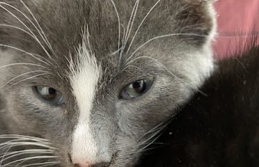 Coco’s Animal Rescue Efforts of Seymour (CARES)