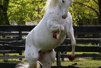 Alchemy Equine