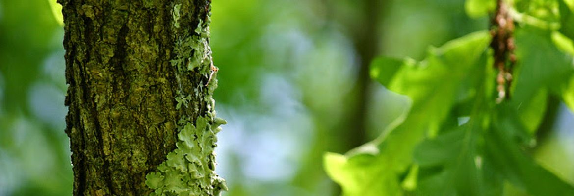 Arbor Services of CT, INC.