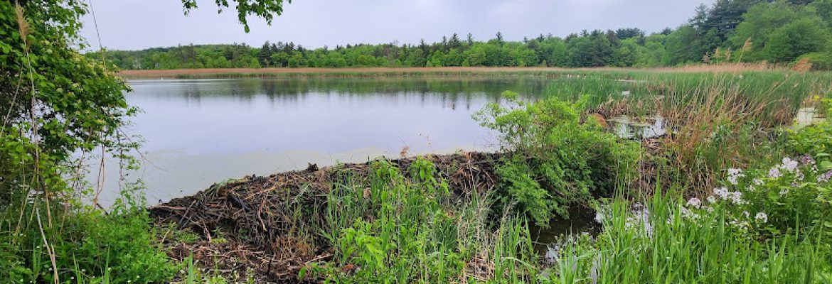 Cemetery Pond