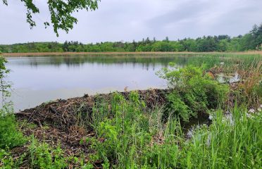 Cemetery Pond