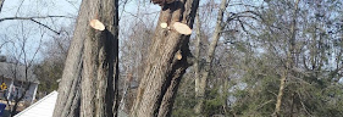 Woodchucks Tree Service