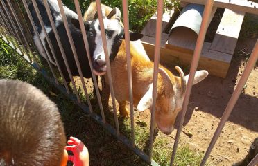 Cheshire Hollow Farm