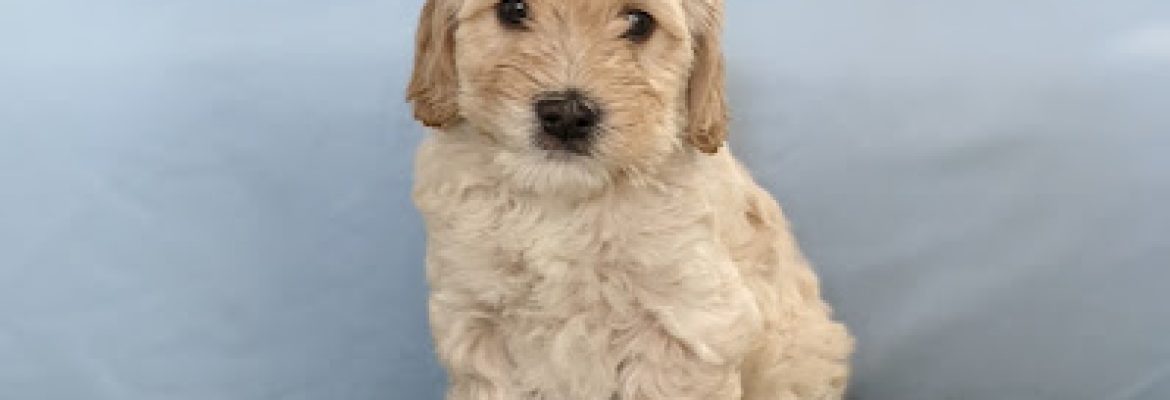 Nutmeg Labradoodles