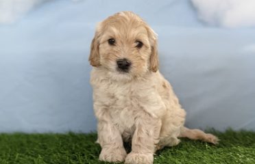 Nutmeg Labradoodles