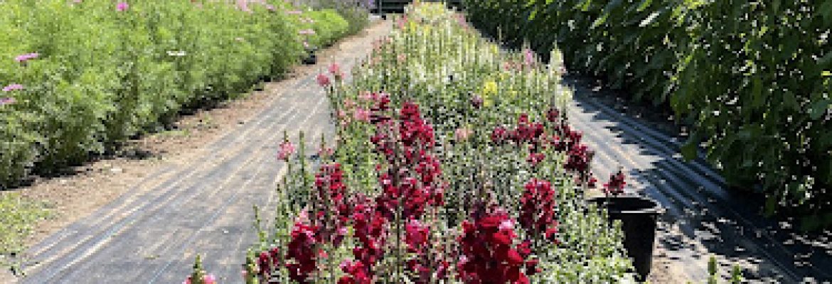 Northern Farm and Flowers LLC