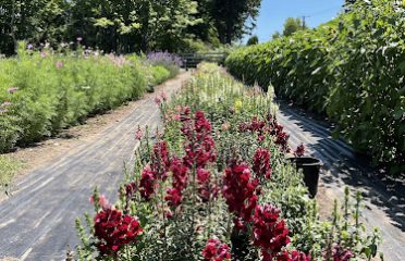 Northern Farm and Flowers LLC