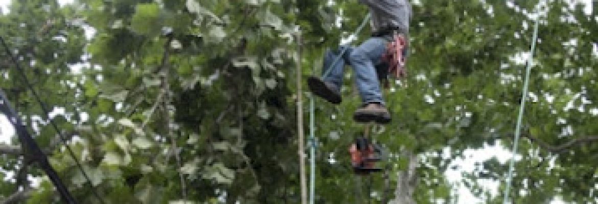 Dart Tree Farm Inc