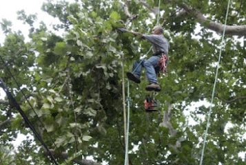 Dart Tree Farm Inc