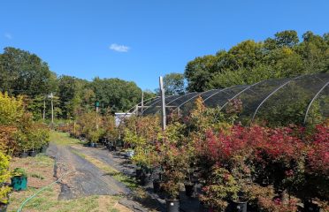 Tolland Garden