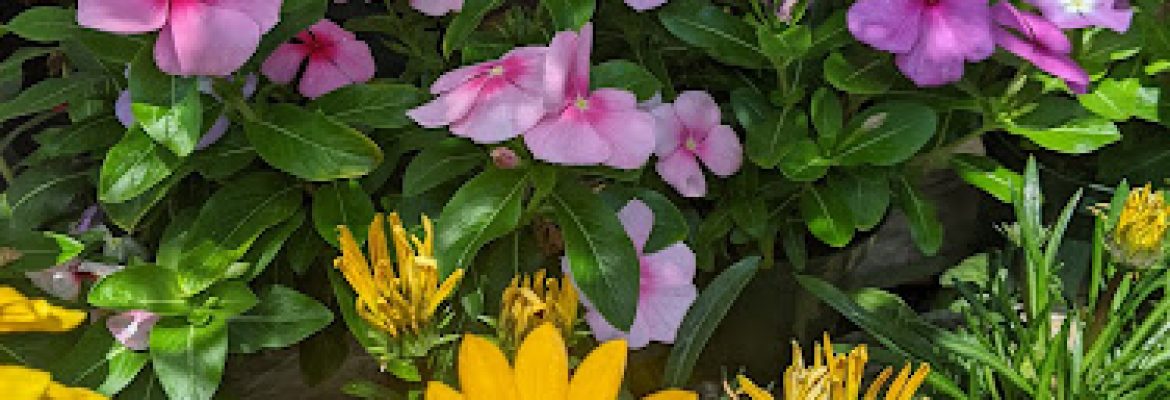 Hilltop Garden Nursery