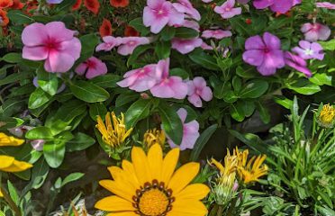 Hilltop Garden Nursery