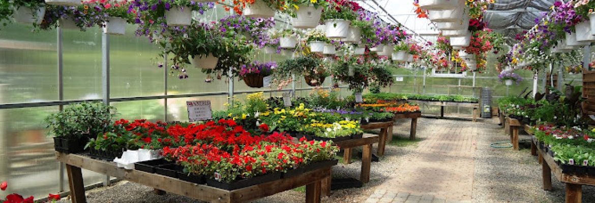 Town & Country Nurseries