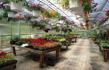 Town & Country Nurseries