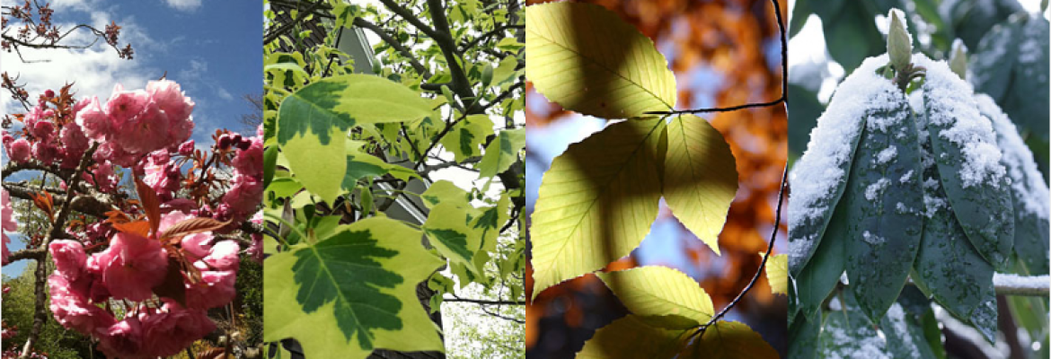CW Arborists